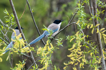 Close-up of a sitting, beautiful azure winged magpie