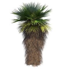 palm tree isolated on white background, 3D illustration, cg render