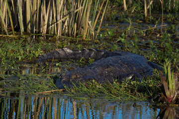 Obraz premium Caiman - Caimaninae - lying between in the muddy green grass water. Location: Iberá National Park, Argentina