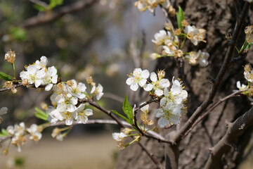 Close up of white apple blossoms growing from a brown tree branch. Background is intentionally out of focus or blurred