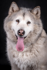 portrait of The Alaskan Malamute Dog
