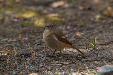 石橋文化センターのジョウビタキ（雌）
