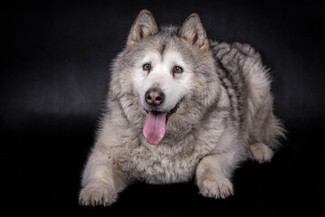 portrait of The Alaskan Malamute Dog