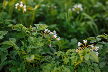 Colorado beetle on potatoes, during its flowering in summer. summer sunny day