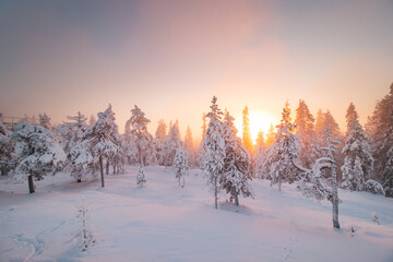 View of the snowy landscape of Finnish tundra during sunrise in Rovaniemi area of Lapland region above the Arctic Circle. Frosty morning in pristine nature. Sunrays passing through the forest