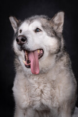 portrait of The Alaskan Malamute Dog