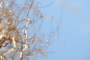 Dry branches on blue sky 