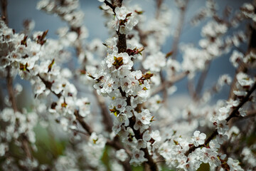 blooming flowers on a warm summer day
