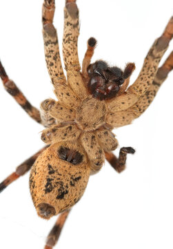 Nosferatu-Spinne, Bauch und Kauwerkzeuge von unten, auf wei&szlig;em Hintergrund, Makro