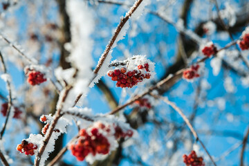 frozen viburnum on a tree, on a sunny winter day