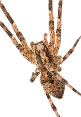 Nosferatu-Spinne, Körper mit typischer Zeichnung  auf weißem Hintergrund, Makro