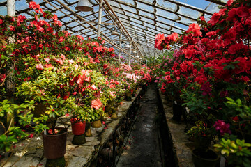blooming flowers on a warm summer day