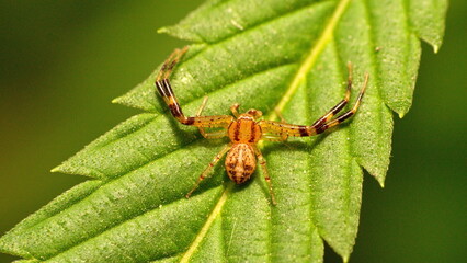 Hatchling crab spider on a leaf in Cotacachi, Ecuador