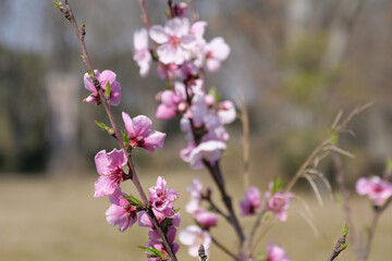 Close up of pink apple blossoms growing from a brown tree branch. Background is intentionally out of focus or blurred