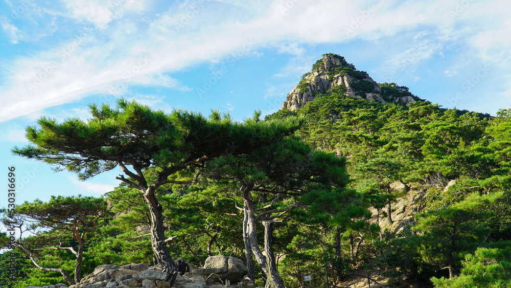 Canvas Prints Growing fresh pine with frequent rain.