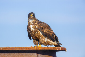Juvenile Bald Eagle (Haliaeetus leucocephalus) perched on top of a small platform in the harbor of...