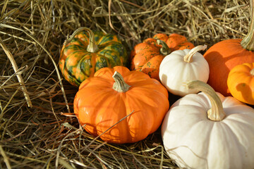 Mini pumpkins on straw close up. White Baby boo and orange Jack be little varieties of pumpkins.
