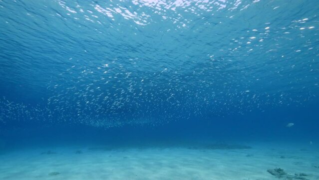 Seascape with Bait Ball, School of Fish, Mackerel fish in the coral reef of the Caribbean Sea, Curacao