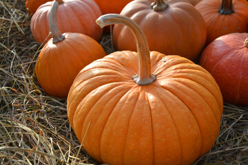 Beautiful orange pumpkin rustic autumn background