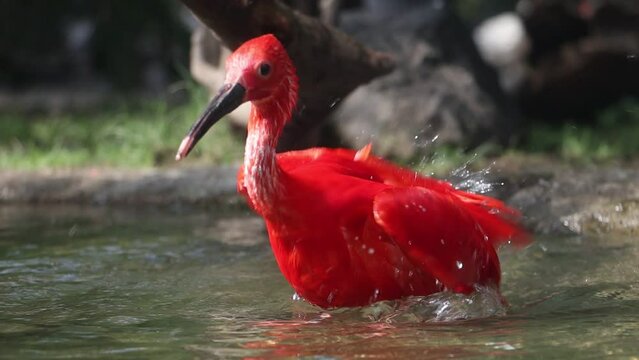 The scarlet ibis (Eudocimus ruber) in water, slow motion