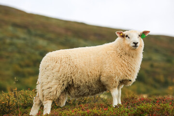 Norwegian white sheep