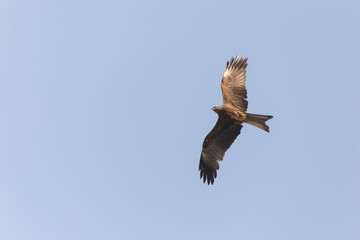 Obraz premium black kite flying in a clear blue sky