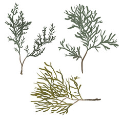 Christmas pine branch and cone set, evergreen tree, fir, winter plants, New Year wood, holiday decoration. Hand drawn illustration