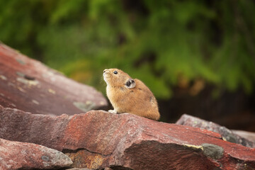 Pika on the rocks