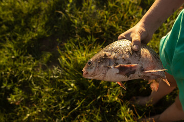 caught carp in the child's hand. close-up image