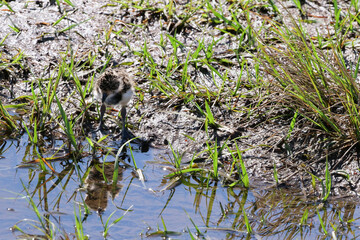 Close up of a southern lapwing  chick - vanellus chilensis -grazing in the mud, it's reflection is visible in the water. Location: El Palmar National Park Argentina