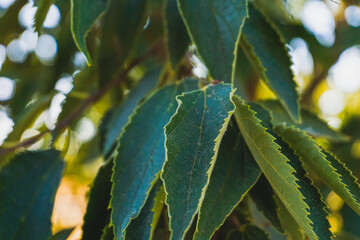 Closeup of tree leaves in green