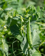 A ripe pod of green peas on a plant close-up. Organic green peas in sunlight