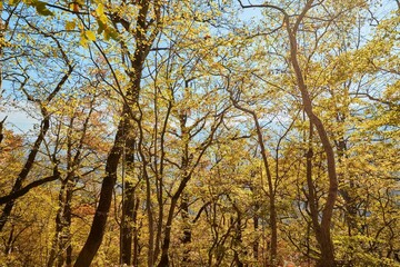 A tree in the forest with yellow autumn leaves