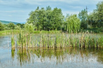 A pond with clear water and reeds. A clear summer day.