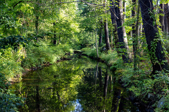 river in the forest © Denys