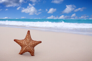 Fototapeta na wymiar Starfish on the white sandy beach in Dominican Republic.