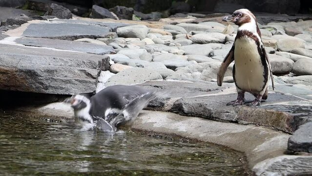 The clumsy Humboldt penguin (Spheniscus humboldti) slipped into the water, slow motion