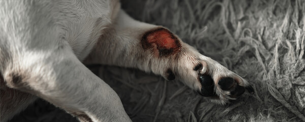 Dog paw with bleeding purulent open wound. Veterinary care for animals