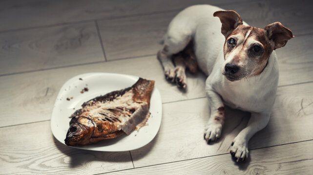 Adorable small dog lying next plate with smoked fish with bony carcass on wooden floor at home