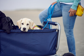 Adorable little blond puppy sittinging a stroller looking ove the edge at the camera while outdoors...