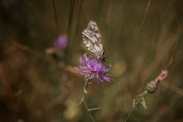 butterfly on a flower