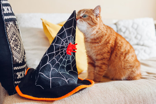 Halloween Celebration. Curious Ginger Cat Smelling Witch Hat On Couch At Home. Holiday Costume For Pets