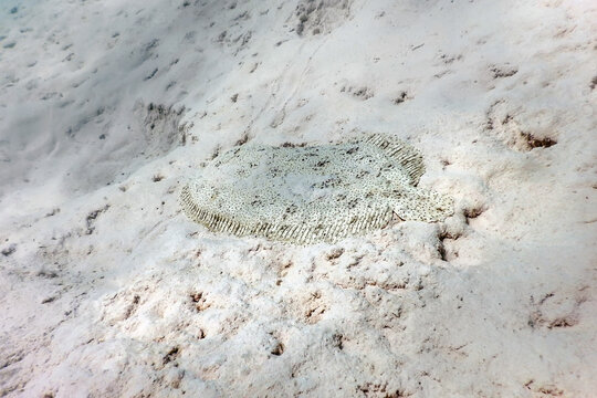 Finless Sole, flatfish camouflaged on sandy seabed (pardachirus marmoratus) Tropical waters