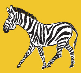 Hand drawing of cartoon walking zebra