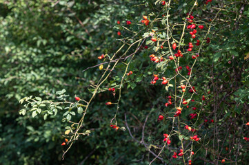 Rosa rubiginosa - Sweet briar - Églantier couleur de rouille - Rosier rouillé