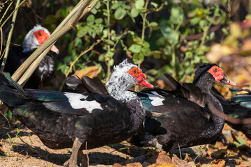 Muscovy duck. Muscovy drake. Cairina moschata - L. Topic - domestic waterfowl, breeding and reproduction