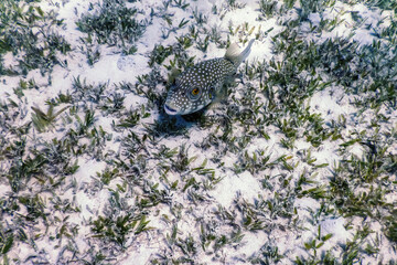 White-spotted puffer Underwater (Arothron hispidus)