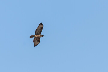 Common Buzzard in Flight (Buteo buteo) Blue Sky