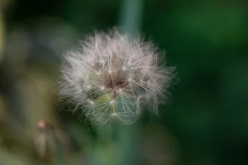 Zelfklevend Fotobehang Dandelion seeds Colorful natural garden flowers © natrocfort