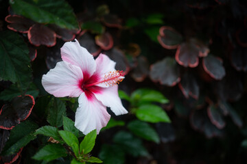 Hibiscus syriacus flower closeup. Rose of Sharon or Syrian hibiscus pink petals